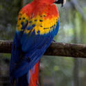 1745-Scarlet Macaw